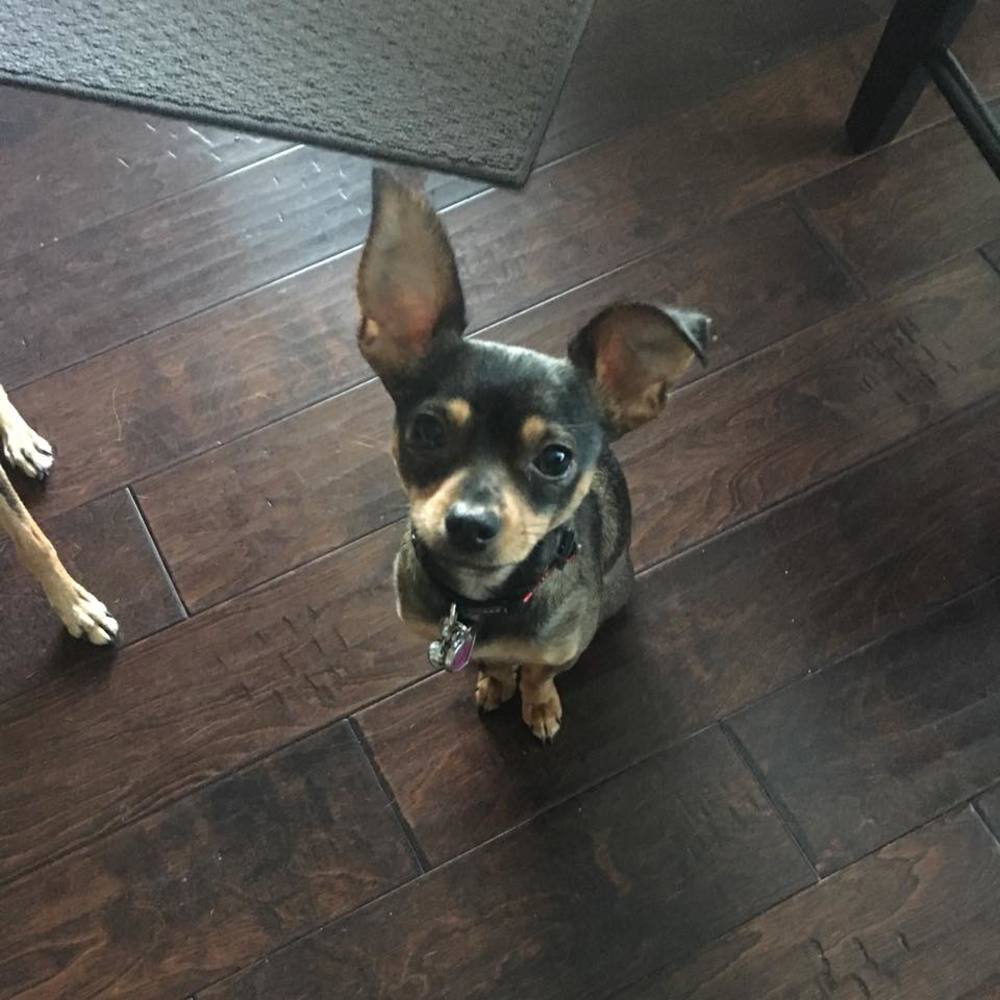 Meet your Posher, Susan